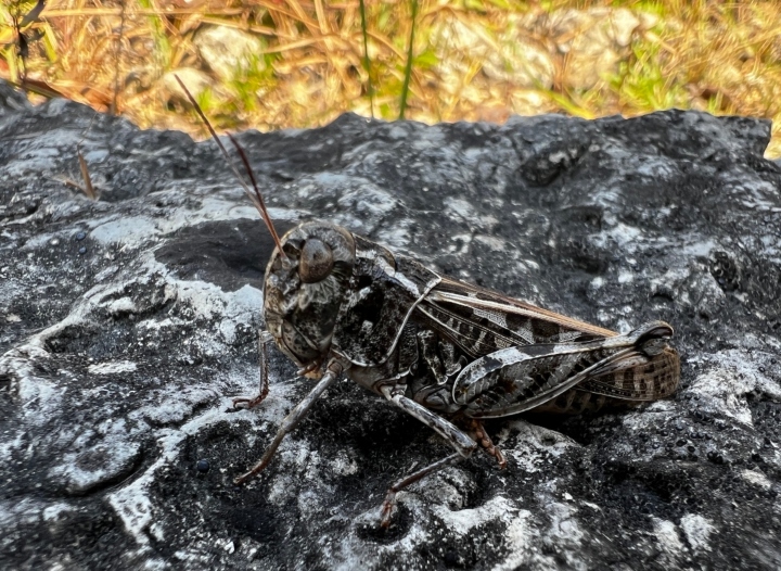 Wrinkled Grasshopper
